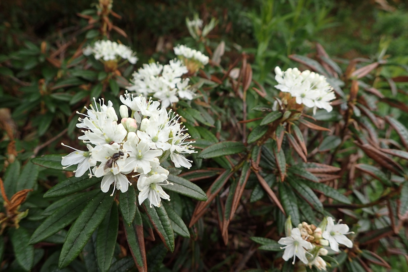 △　花の富良野岳　△_f0348933_20573100.jpg