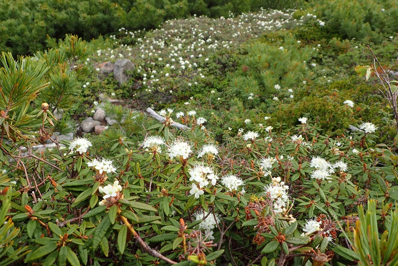 △　花の富良野岳　△_f0348933_21030442.jpg