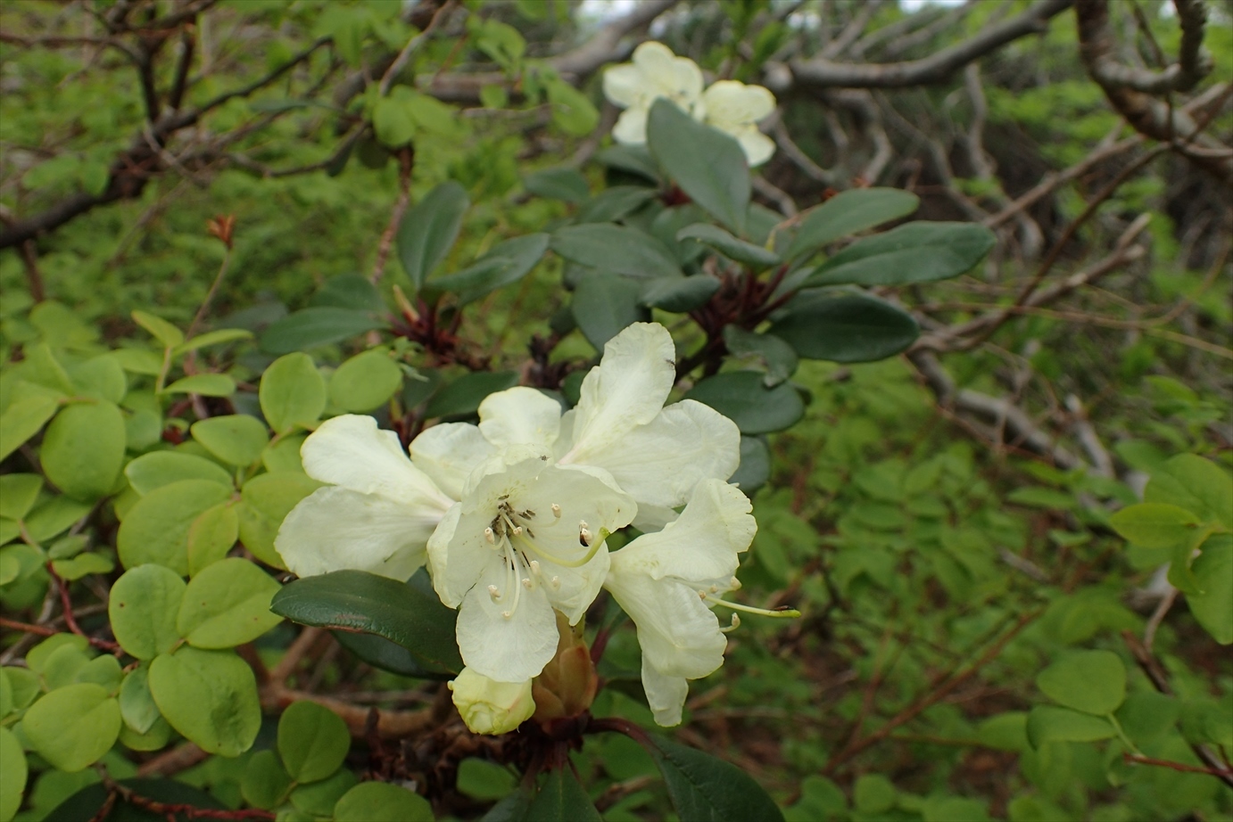 △　花の富良野岳　△_f0348933_21034711.jpg