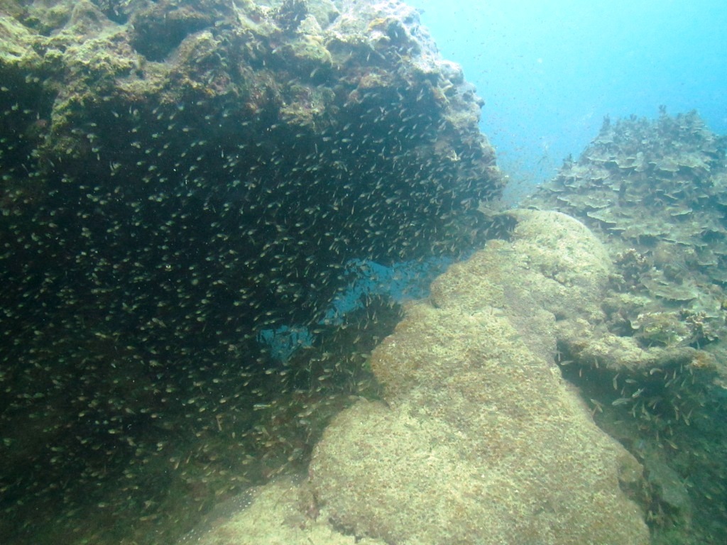久しぶりの名蔵湾♪_a0189838_09060675.jpg