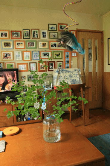 c0145250_10593914.gif