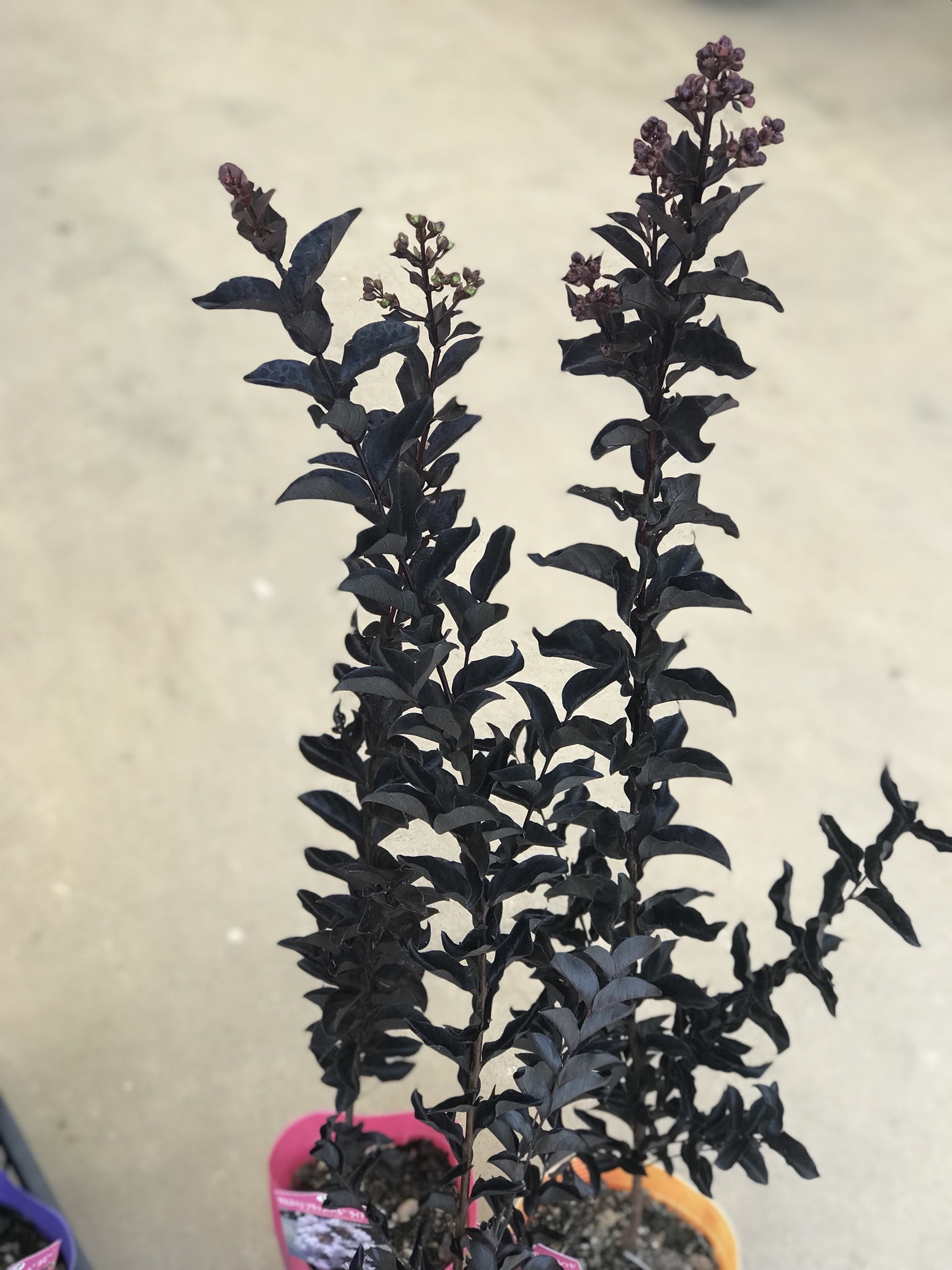 f0220152_13100519.jpeg