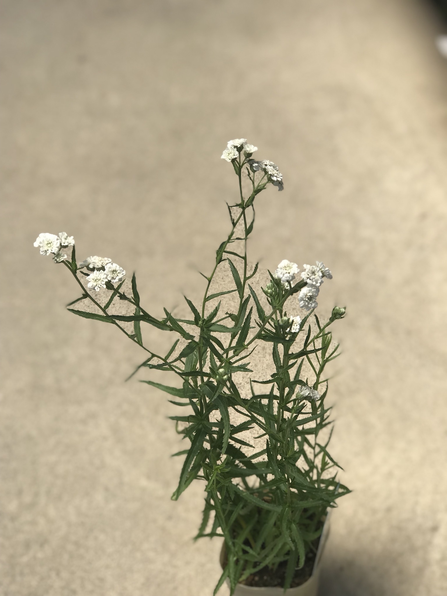 f0220152_13103058.jpeg