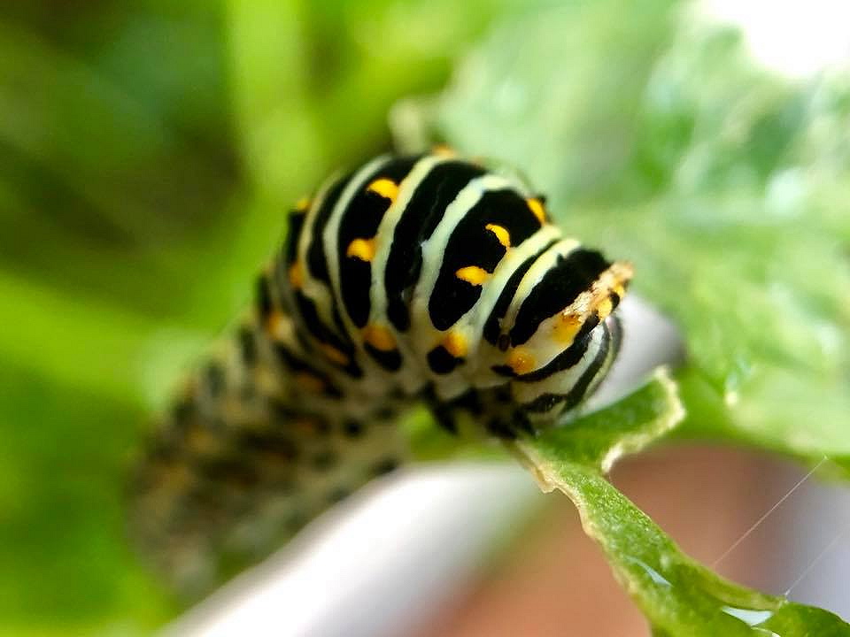 c0123363_10181692.jpg