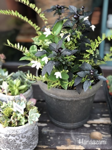 ギャザリング 暮らしに花を 木 音 Conon ギャザリング 暮らしに花を 木 音 Conon