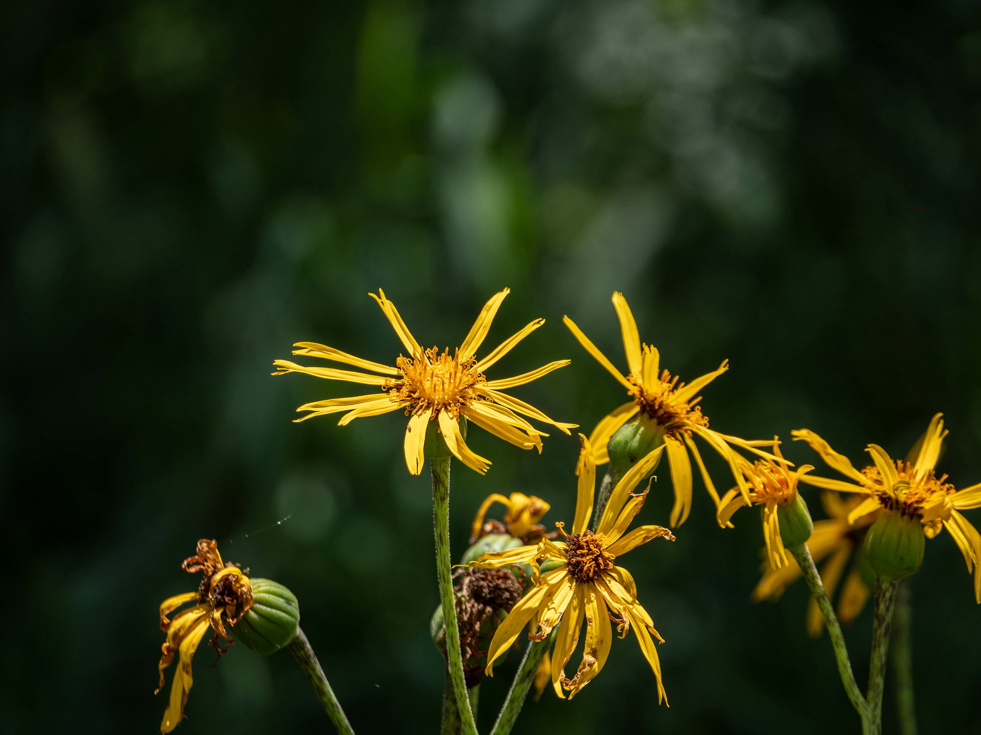 八幡高原の花・三_e0015567_18403054.jpg