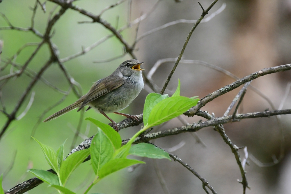 ウグイス成鳥　幼鳥　_f0053272_22451634.jpg