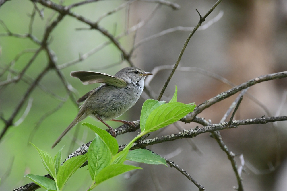 ウグイス成鳥　幼鳥　_f0053272_22462067.jpg