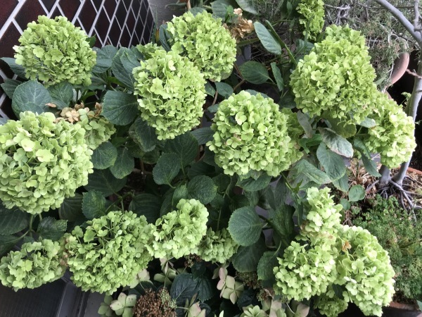 紫陽花のドライフラワーが出来ました 青山ぱせり日記