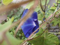 c0386291_08201665.jpg