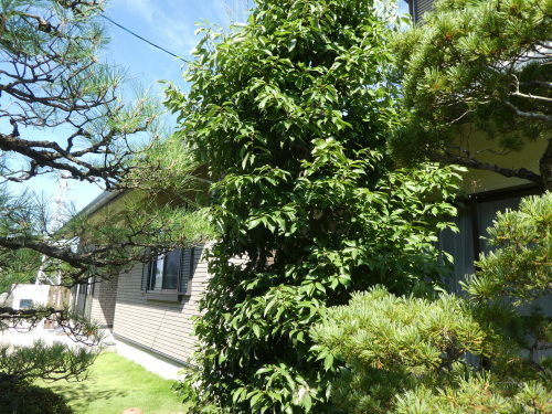 c0108198_17220974.jpg