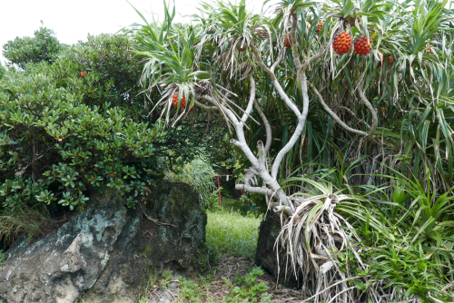 海界の村を歩く 東シナ海 小宝島_d0147406_18271895.jpg