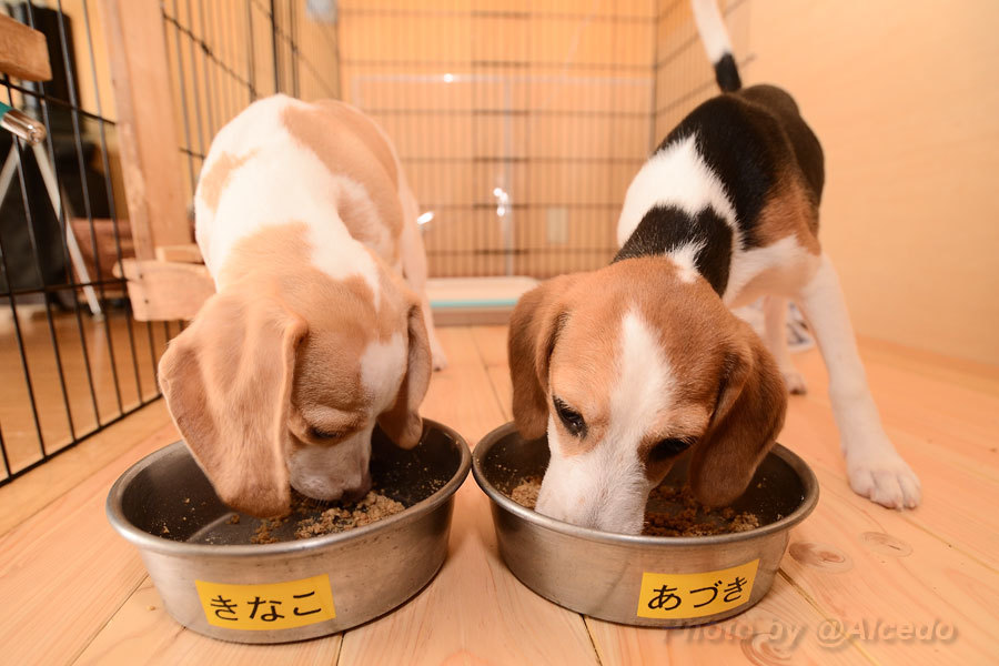 子犬の食器をコーキング_e0183106_17265221.jpg