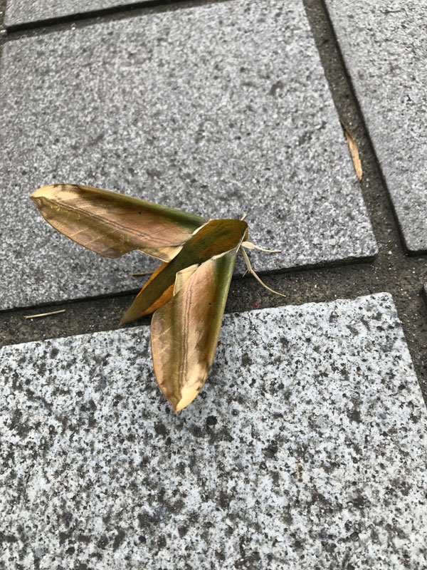 笹の葉っぱが何かだと思っていたのによくよく見たら 昆虫ブログ むし探検広場
