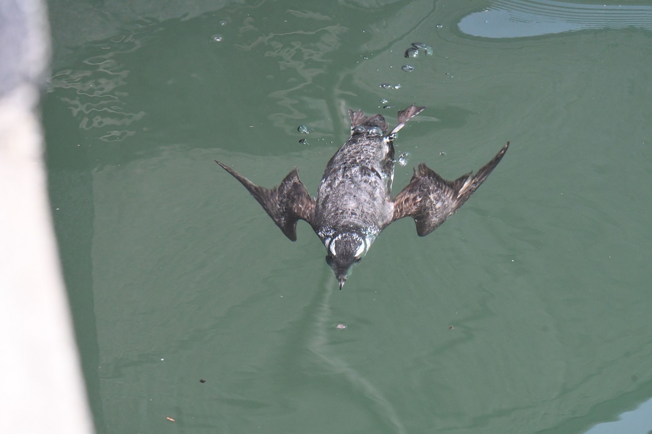 船溜まりで潜水ウミスズメ‐Ⅴ_b0367008_16380395.jpg