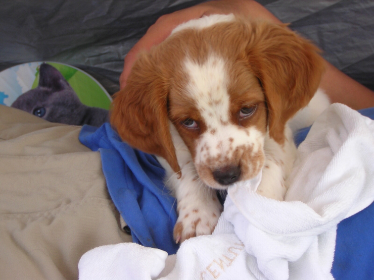 パピパピ Bon Jour Amigo