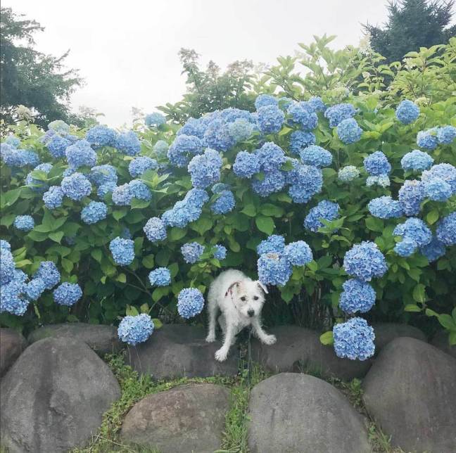 紫陽花_f0032814_22283338.jpg