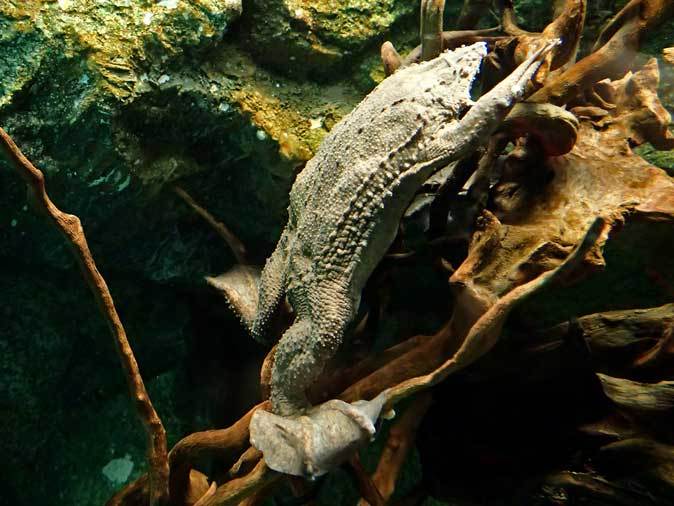 サンシャイン水族館 水辺の楽園 カエルづくし 後編 続々 動物園ありマス