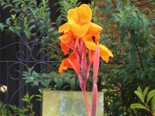 真夏のオレンジ色の花 Mr Mrs Kajiの小さなバラの庭