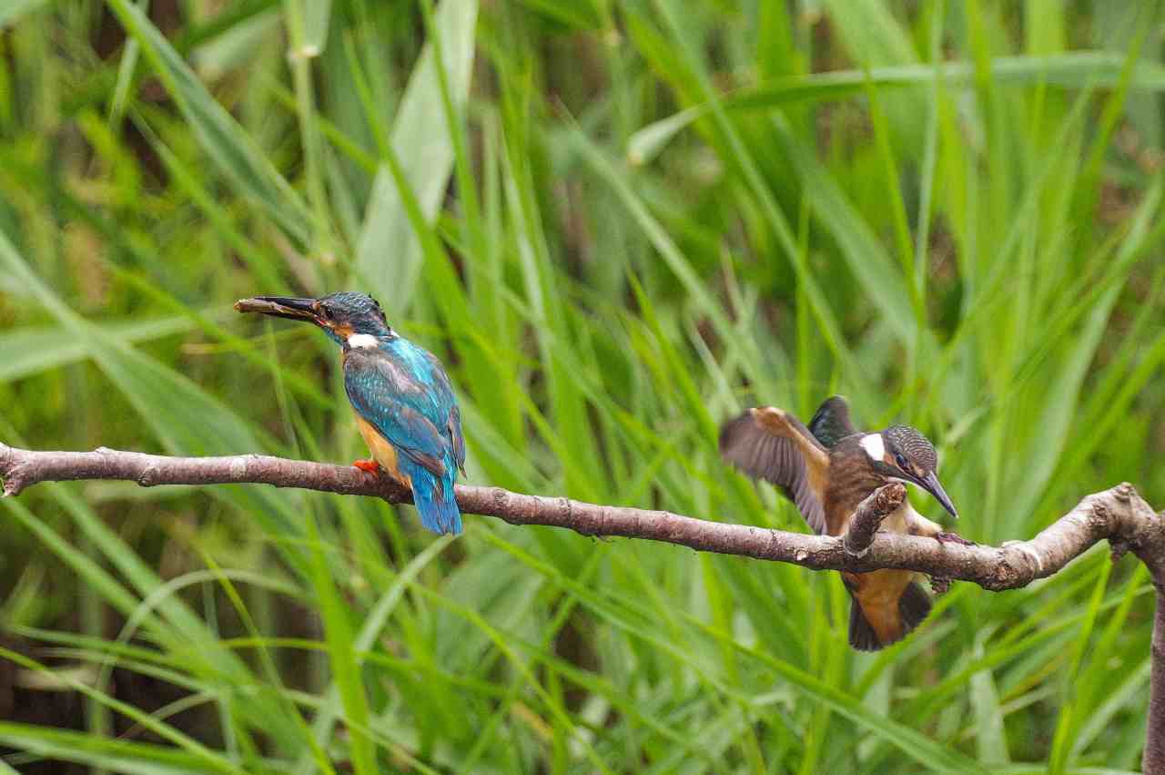 カワセミ、二番子への給餌風景(2)_e0293921_20504158.jpg