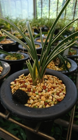 中国春蘭　銘品「光宮」二株一括出品　　富貴蘭　万年青　寒蘭 中国春蘭 光宮 : 蘭万園日記