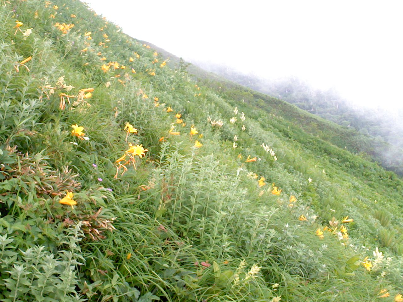 ☆ 白山 花山行 と き：７月２１日（土）夕～２３日（月）_e0371039_220491.jpg