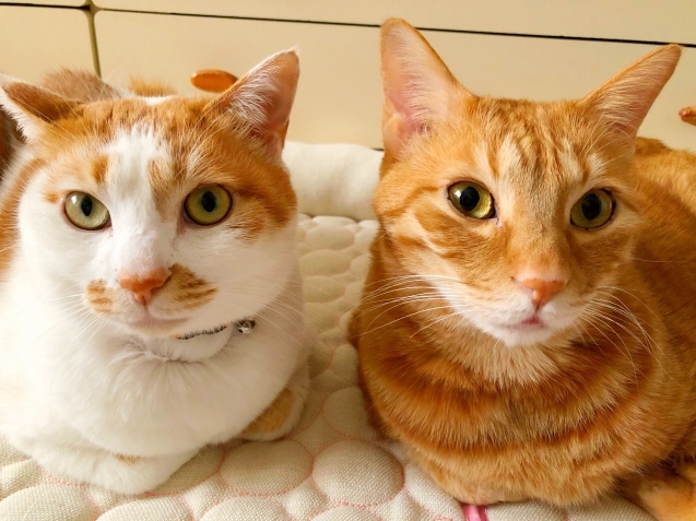 澄まし顔と変顔 猫 3兄妹
