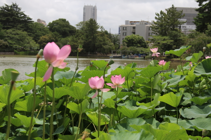 千葉公園の大賀ハス♪2018　５_d0152261_12463994.jpg