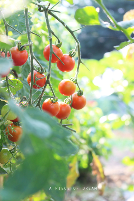 家庭菜園のモリモリ「夏野菜」を紹介します♪_b0160880_13094341.jpg