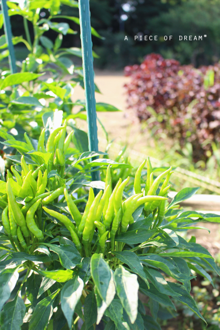 家庭菜園のモリモリ「夏野菜」を紹介します♪_b0160880_20445854.jpg