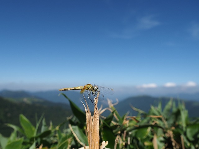 20180725 スナアカネ_d0156387_21034668.jpg