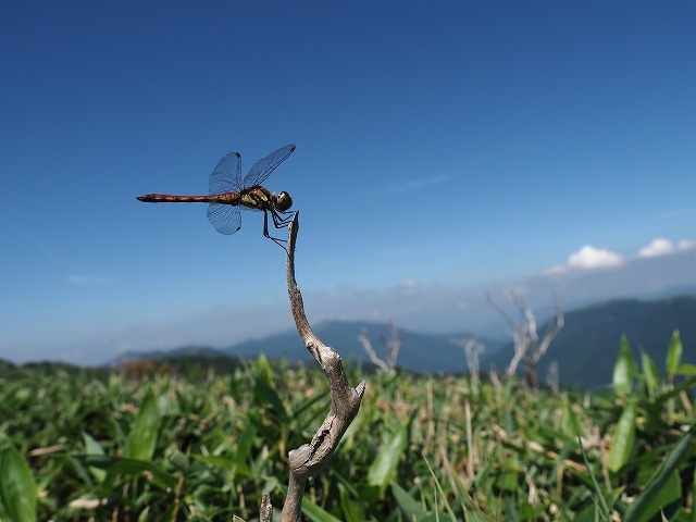 20180725 スナアカネ_d0156387_21035585.jpg