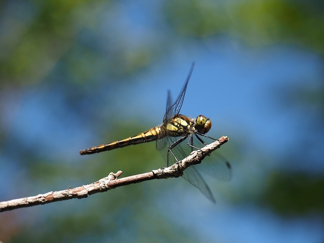d0156387_21041186.jpg