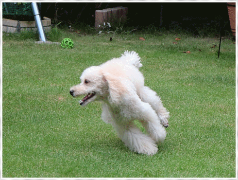 b0175688_09030499.gif