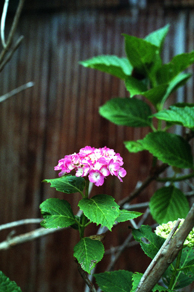 c0386291_05094929.jpg
