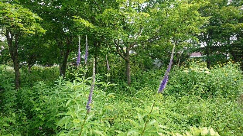 c0320302_23263037.jpg