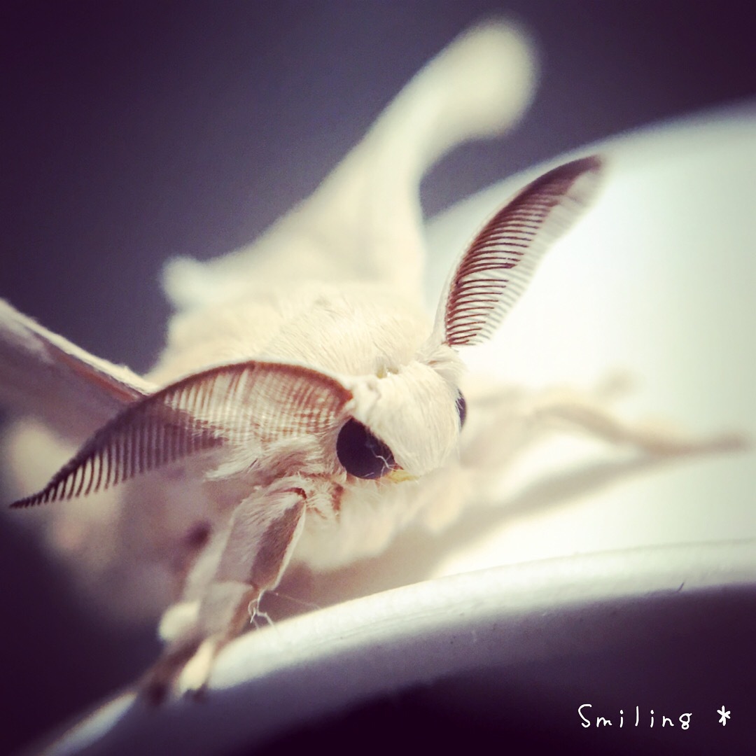 モフモフで白くて可愛いカイコの成虫の写真です Smiling Photo Handmade 2 動物のあみぐるみ レジンアクセサリー 風景写真のポストカード モフモフで白くて可愛いカイコの成虫の写真です Smiling Photo Handmade 2 動物のあみぐるみ レジンアクセサリー 風景写真のポストカード