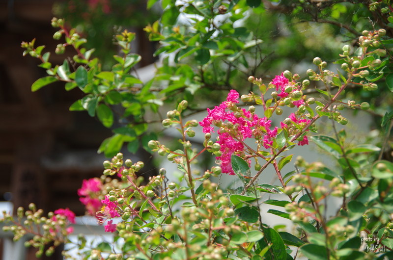 葛城市染野　石光寺　さるすべり_d0342307_21003204.jpg