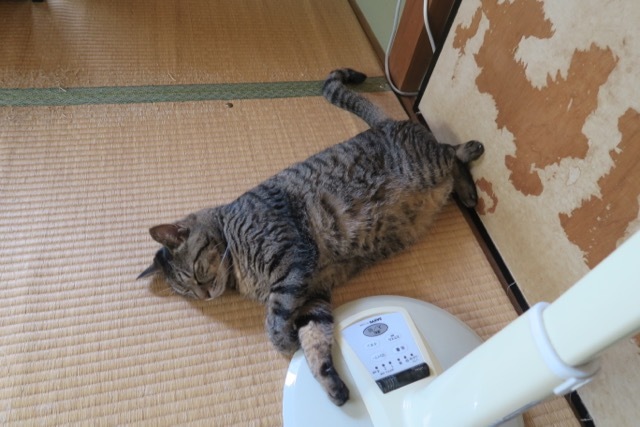 踊る猫 : 猫＋ねこ＋ネコのつれづれ