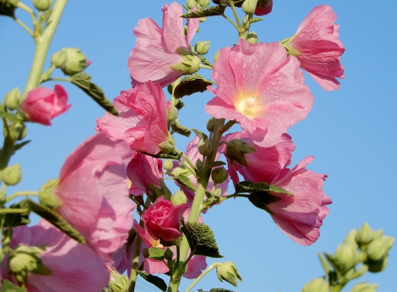 コケコッコ花 Fleur De Cocorico ももさへづり うた暦 Cent Chants D Une Chouette