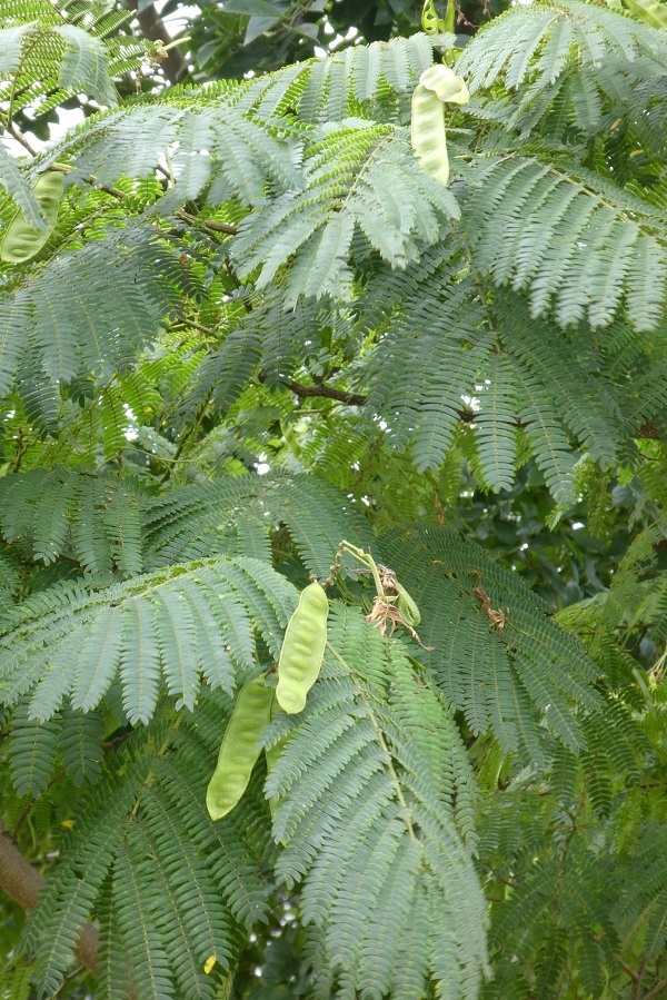 d0288144_17142770.jpg