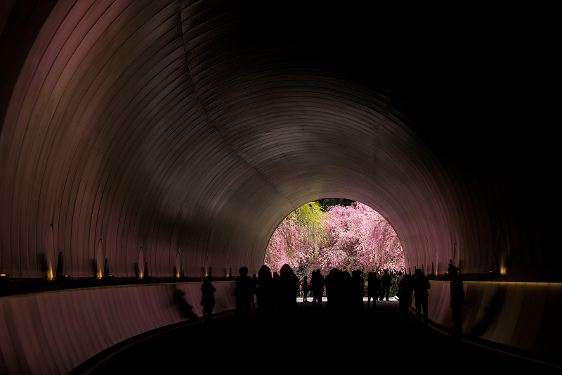 桜咲く滋賀2018 MIHO MUSEUM_f0155048_0232452.jpg