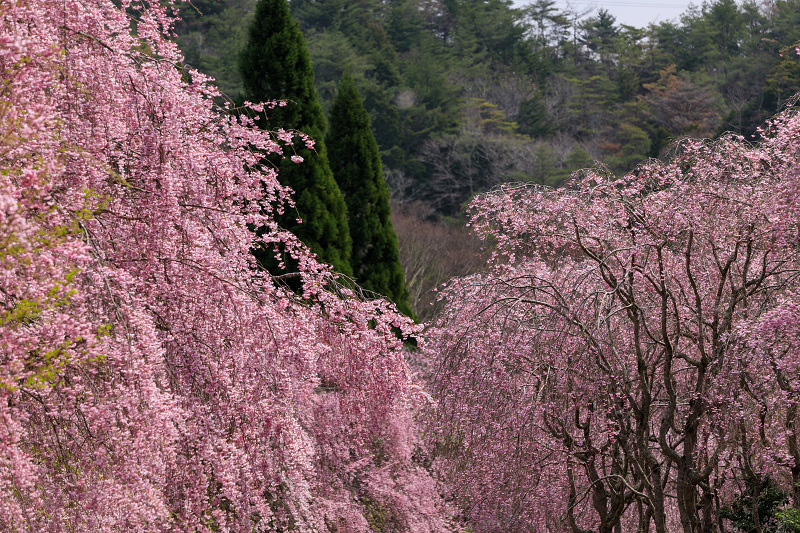 桜咲く滋賀2018 MIHO MUSEUM_f0155048_0233114.jpg