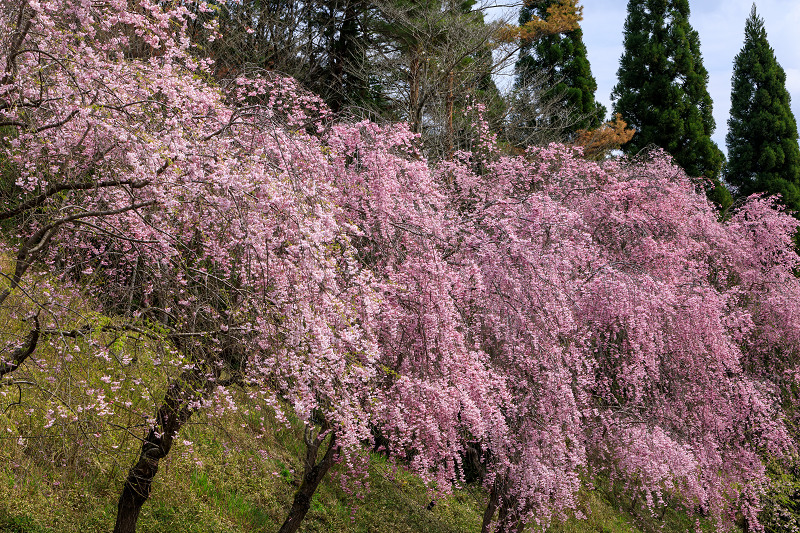 桜咲く滋賀2018 MIHO MUSEUM_f0155048_023371.jpg