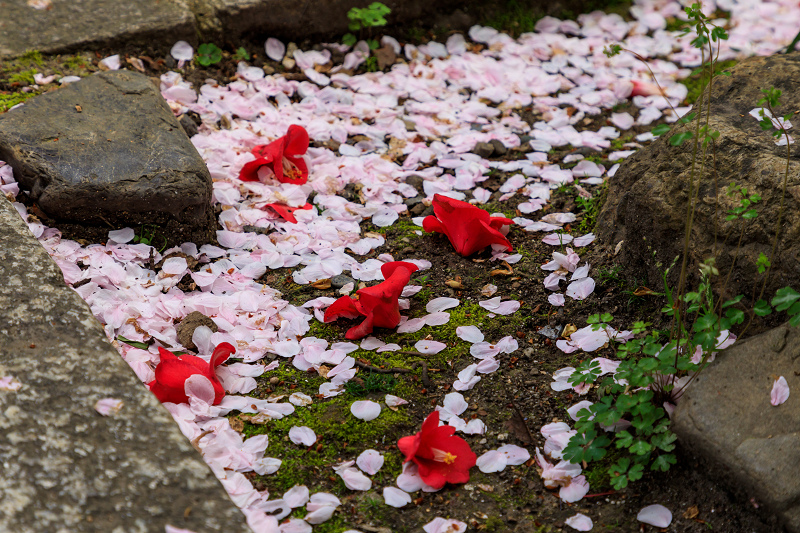 桜咲く京都2018　雨宝院に咲く観音桜・歓喜桜_f0155048_044846.jpg