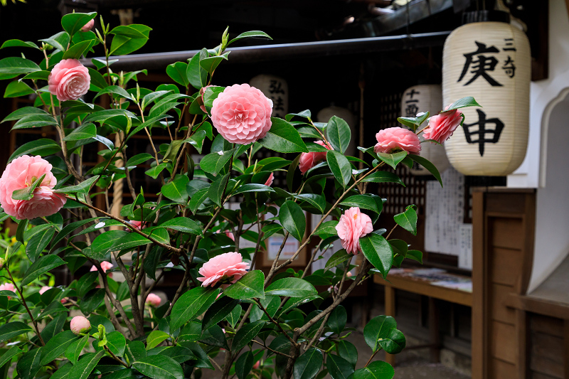 桜咲く京都2018　雨宝院に咲く観音桜・歓喜桜_f0155048_05218.jpg