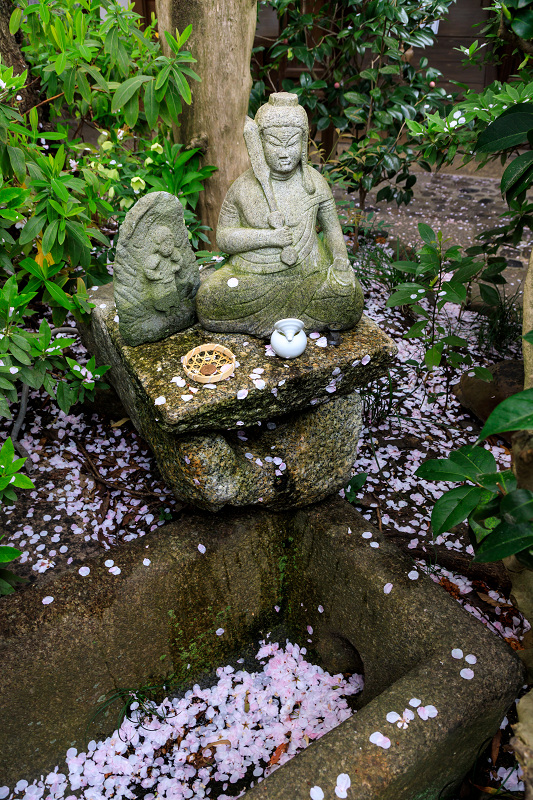 桜咲く京都2018　雨宝院に咲く観音桜・歓喜桜_f0155048_06023.jpg