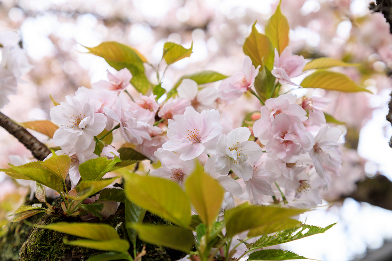 桜咲く京都2018　雨宝院に咲く観音桜・歓喜桜_f0155048_064162.jpg