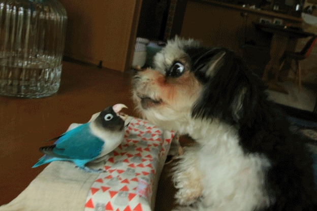 c0145250_09152388.gif