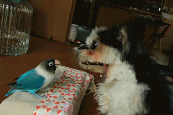 c0145250_09152772.gif